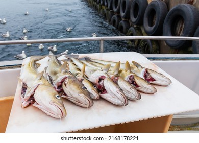 Caught Fresh Seven Atlantic Cod Fishes - Iceland