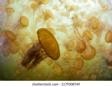 Caught In A Jellyfish Swarm...