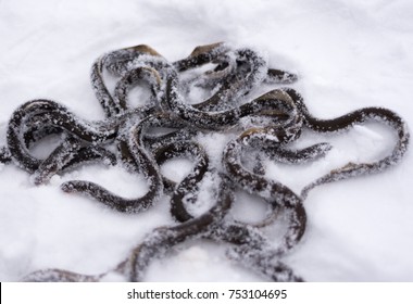 
The Caught Lamprey  (Petromyzontiformes Bonaparte) Lies On The Snow In The Heap.