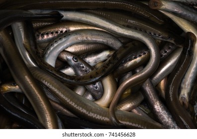 The Caught Lamprey (Petromyzontiformes) In A Container.
Fishermen Catch It In The Cold Season. It Is Considered A Delicacy Fish. Fresh Seafood.
