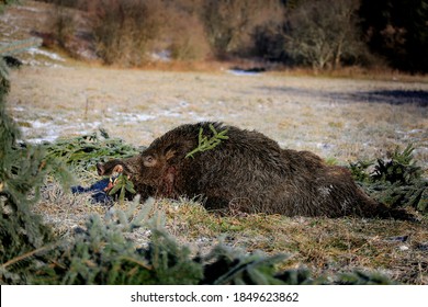 Caught A Large Wild Boar As A Hunting Trophy, (Sus Scrofa), Beautiful White Teeth.