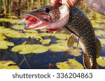 Caught pike in the river.