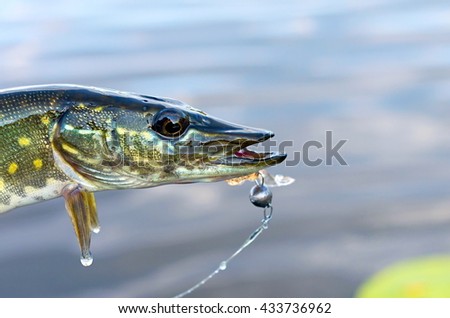 caught pike in the river on a jig