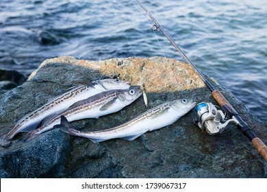 Caught Pollock Fish And Fishing Rod Lie On Stone 