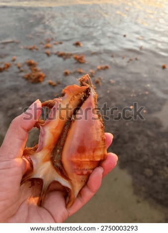 Caught a seafood called spider shell. 