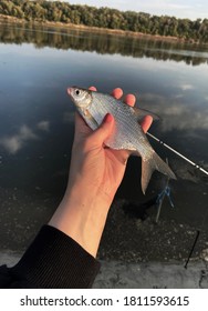 Caught Small Fish In Female Hands