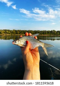 Caught Small Fish In Female Hands