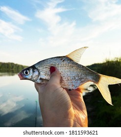 Caught Small Fish In Female Hands