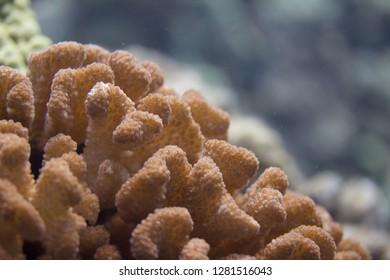 Cauliflower Coral On Coral Reef Off Kona, Big Island, Hawaii