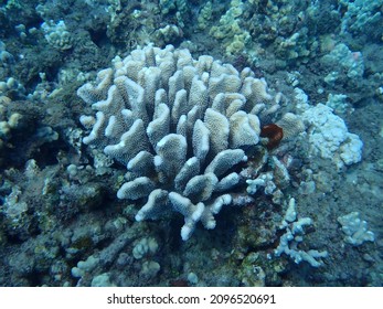 Cauliflower Coral Pocillopora In Maui Airport Beach 2021