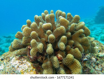 Cauliflower Coral, Pocillopora Species In The Blue Ocean