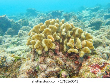 Cauliflower Coral, Pocillopora Species In The Coral Reefs