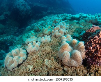 Cauliflower Coral ,soft Coral In Tropical Sea, Thailand