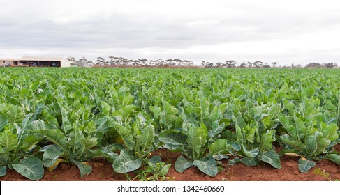 Cauliflower Crop Nearly Ready To Harvest Growing On Farm In Australia 