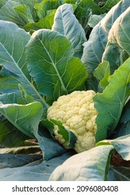 Cauliflower Growing In Vegetable Garden In India. Cauliflower Is One Of The Winter Vegetables. 