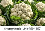 Cauliflower grows in organic soil in the garden