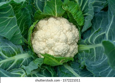 Cauliflower grows in organic soil in the garden on the vegetable area. Cauliflower head in natural conditions, close-up