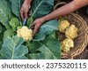 cauliflower plant