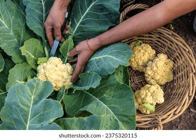 Cauliflower harvest in the garden. Selective focus. Food.