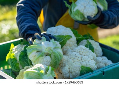 Cauliflower Harvest At Organic Farm In Washington