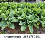 Cauliflower planted in the plot.