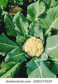 Cauliflower is a type of vegetable that comes under the category of green vegetables.
Cauliflower looks like a flower, it has leaves around it and its fruit is in the middle.
Cauliflower is eaten as a - Shutterstock ID 2281575529