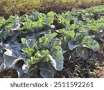 cauliflower, young cauliflower plants, cauliflower garden, cauliflower farming, vegetable farming, vegetable garden