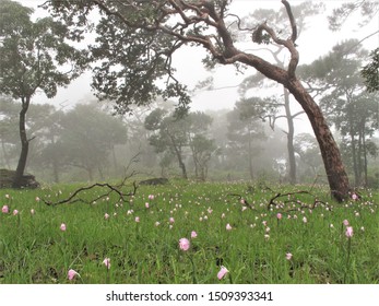 Similar Images, Stock Photos & Vectors of Tree by the lake. Misty