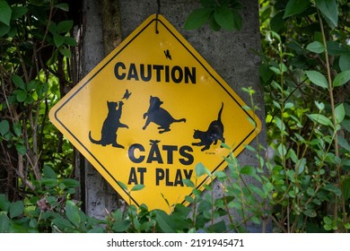 Caution Cats At Play Sign Board At A Forest Roadside Hanged On A Tree To Warn Drivers And Bikers To Watch Out For The Cats And Other Animals Crossing The Street, Animal Protection And Safety