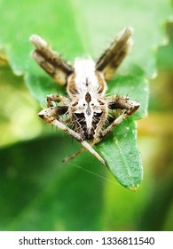 caution spider when sleeping
