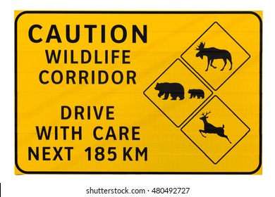 Caution Wildlife Corridor Road Sign Isolated On White Background 