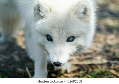 Cautious Arctic Fox Closeup, Canada