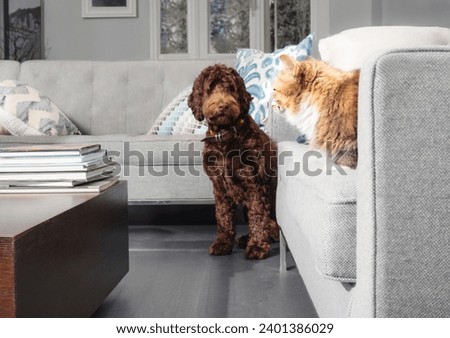 Cautious dog and cat interaction in living room. Defocused dog peeking around the corner at fluffy cat on sofa. Multi-pet household. Female Labradoodle and female calico cat. Selective focus.