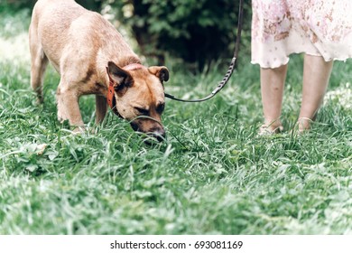 Cautious Dog Sniffing The Ground While On A Walk With Owner, Cute Brown Dog Outdoors Portrait, Animal Shelter Concept