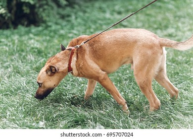 Cautious Dog Sniffing The Ground While On A Walk With Owner, Cute Brown Dog Outdoors Portrait, Animal Shelter Concept