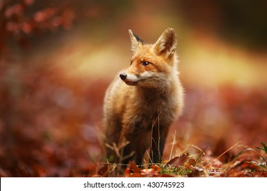 Cautious fox stopped at the edge of the forest in autumn leaves. 
 - Shutterstock ID 430745923