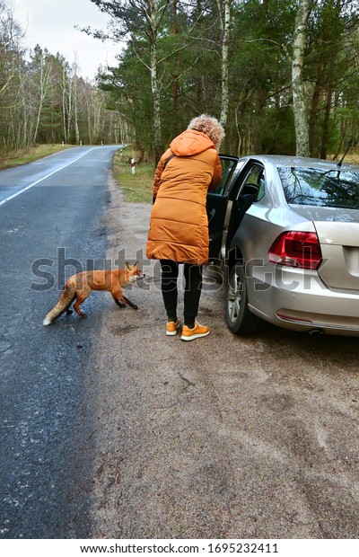 Cautious red fox sneaks with fear to the driver who\
got out of the car.