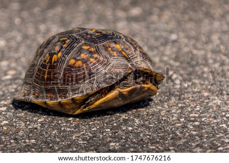 Cautious turtle crossing the pavement