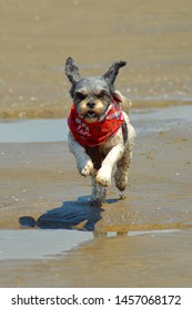 Cava Tzu Playing On The Beach, Pembrey Country Park - 140919