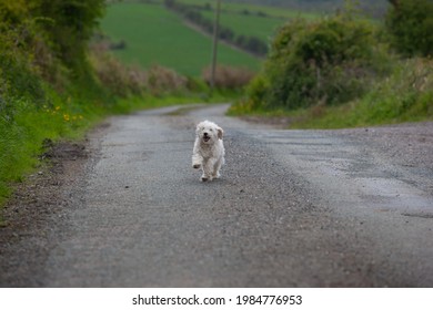 Cavachon Running Towards Camera Along Irish Country Road Selective Focus