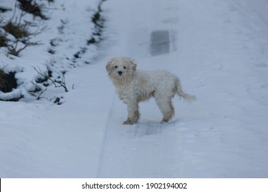 Cavachon Stood On A Snowy Road Side View