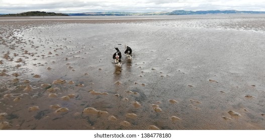 Cavalier dogs on Cramond Beach