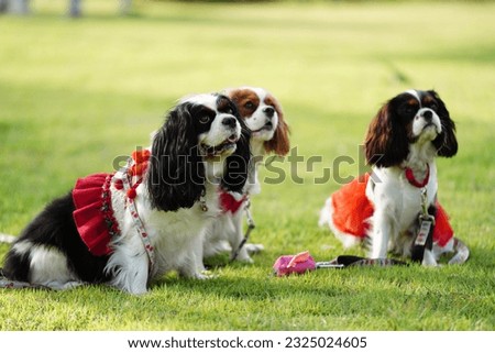 Cavalier so happy and lookup to owner ,  Cavalier King Charles Spaniel dog outdoors in dog playgrond