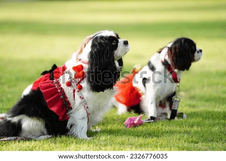 Cavalier so happy and lookup to owner ,  Cavalier King Charles Spaniel dog outdoors in dog playgrond