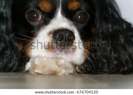 Cavalier King Charles Stock Photo Edit Now 676704520 - 