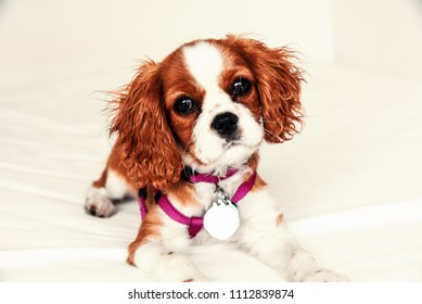 Cavalier King Charles Copper Colored Puppy With Harness And Dog Tags