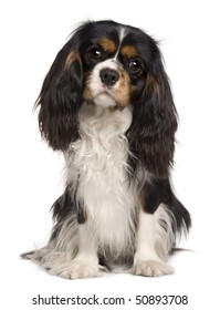 Cavalier King Charles dog, 14 months old, sitting in front of white background