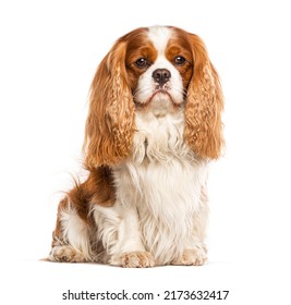 Cavalier king charles dog isolated on white
