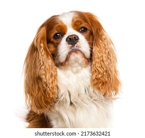 Cavalier king charles dog isolated on white
