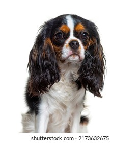 Cavalier king Charles dog isolated on white